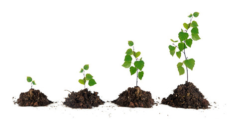 Saplings on white background