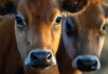 portrait of a cow with blurred cow in background - colour