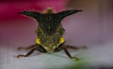arthropod macro photo insect