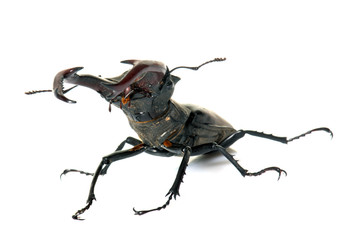 Lucanus cervus in studio