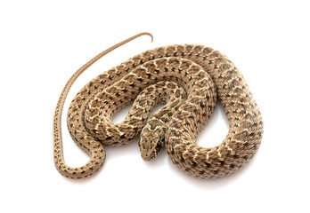 Montpellier snake in studio