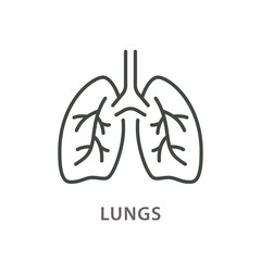 Human lungs line icon on white background.