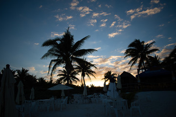 palm trees at sunset