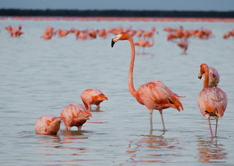 flamingos in the water