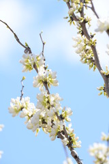 蘇芳の花