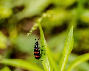 colorado potato beetle