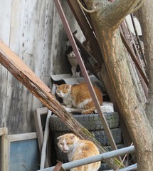 Three stray cats next to a dilapidated shack