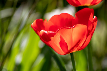 Blumenwiese mit roten Tulpen in voller Blüte im Frühling leuchten im Gegenlicht vor unscharfem Hintergrund in einem schönen Garten mit Feld und floralen Frühlingsgefühlen und Frühlingsboten