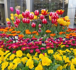 colorful tulips in an urban garden