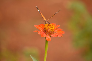 butterfly on flower