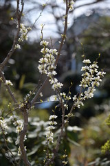 蘇芳の花