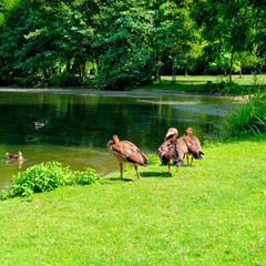 Domestic geese by the lake in city park.
