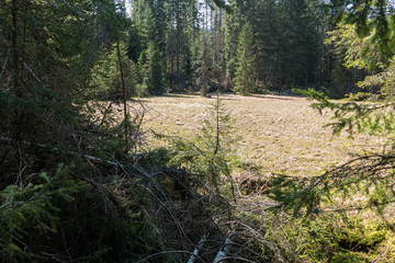 beautiful czech landscape in the natural park sumava