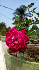 pink roses in a pot