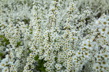 white flowers background image. white flowers in the spring. bridal wreath tree