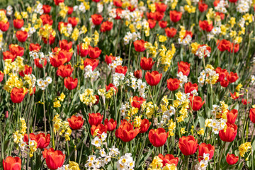 Blumenwiese mit roten Tulpen, gelben Tulpen, weißen Blüten und gelben Blüten zeigt den Frühling in voller Blüte leuchtend im Gegenlicht vor unscharfem Hintergrund in einem schönen Garten mit Feld