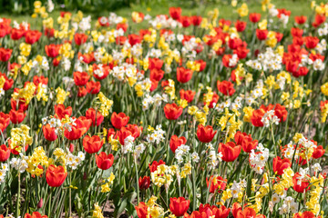 Blumenwiese mit roten Tulpen, gelben Tulpen, weißen Blüten und gelben Blüten zeigt den Frühling in voller Blüte leuchtend im Gegenlicht vor unscharfem Hintergrund in einem schönen Garten mit Feld