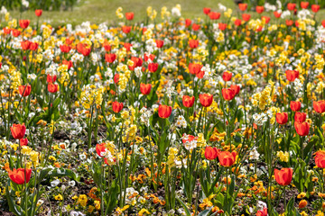 Blumenwiese mit roten Tulpen, gelben Tulpen, weißen Blüten und gelben Blüten zeigt den Frühling in voller Blüte leuchtend im Gegenlicht vor unscharfem Hintergrund in einem schönen Garten mit Feld