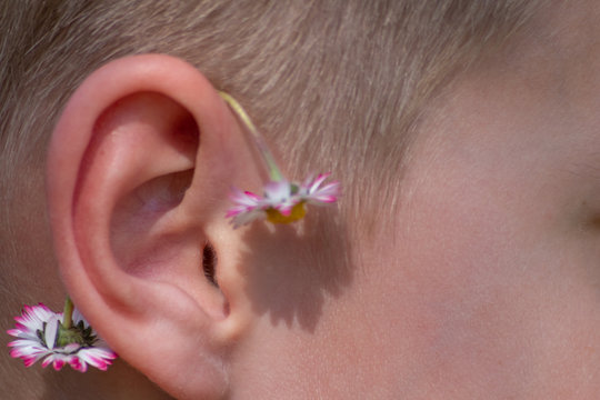 Europäischer Junge mit Blüte hinterm Ohr (doppeltes Gänseblümchen) zeigt Schönheit der Natur, des Frühlings und der Blüten und Blumen wie Gänseblümchen als Geschenk zum Muttertag