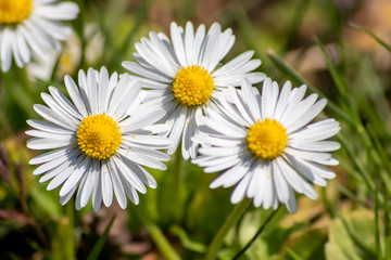 Blühende Gänseblümchen (Bellis perennis), auch Ausdauerndes Gänseblümchen, Mehrjähriges Gänseblümchen, Maßliebchen, Tausendschön, Monatsröserl, schweizerisch Margritli oder „Kleine Margerite“ genannt