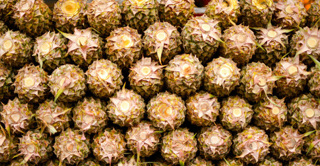 Fototapeta premium close up of a pine cone