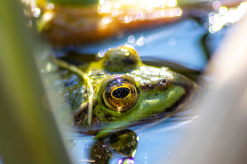 Grüner Wasserfrosch lauert im Wasser auf Insekten wie Fliegen mit großen leuchtenden Augen im...