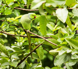 green parrot on branch