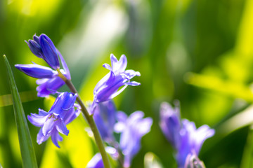 Blaue Blüten und lila Blüten im Gegenlicht zeigen das Frühlingserwachen im heimischen Gartenparadies mit schönem unscharfer Hintergrund und Entspannung beim Betrachten der Blumenwiese