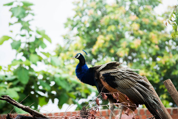 peacock in the zoo
