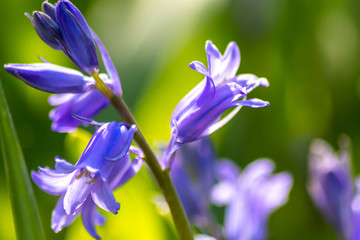 Blaue Blüten und lila Blüten im Gegenlicht zeigen das Frühlingserwachen im heimischen Gartenparadies mit schönem unscharfer Hintergrund und Entspannung beim Betrachten der Blumenwiese