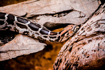 snake on a tree