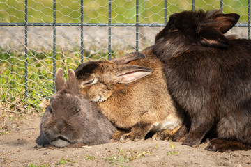 A group of dwarf rabbits cleaning each other