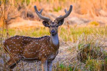 deer in the woods