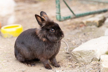A young dwarf rabbit sitting in the garden