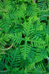 green fern leaves