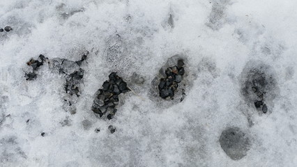 ants on the ground