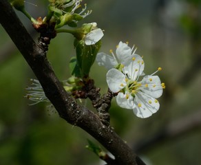 Close-up of apple tree blossom on blurred background 