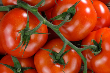 Makro / Detail / Nahaufnahme: Frische Rote Tomaten (lat.: Solanum lycopersicum) / Saftige...