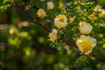 
Chinesische Goldrose (Wildrose) - gelbe Blüten an einem Strauch
- 339429118