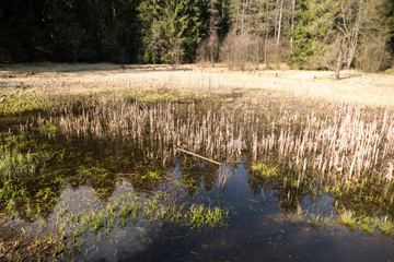 pure water stream in forest
