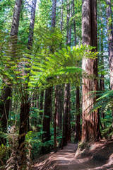 Obraz premium Sequoia trees at redwood forest. Rotorua. New Zealand