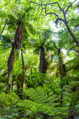 Fototapeta premium Sequoia trees at redwood forest. Rotorua. New Zealand