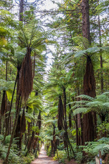 Sequoia trees at redwood forest. Rotorua. New Zealand