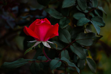 A Red Rose of love
