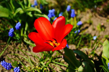 flower tulip illuminated by sunlight. Soft selective focus, close up tulip, toning. Floral background of brightly coloured tulips.