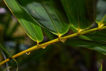 close up of a leaf