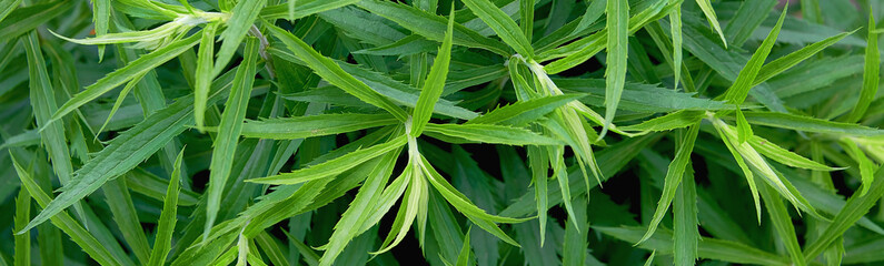Obraz premium Beautiful natural background of green leaves similar to hemp.