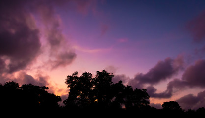 sunset in the forest