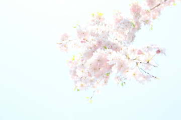Obraz na płótnie Canvas soft pink color blooming tree background