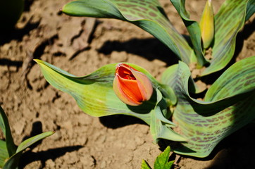 flower tulip illuminated by sunlight. Soft selective focus, close up tulip, toning. Floral background of brightly coloured tulips.